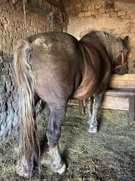 Vând iapă ciocolatie de 8 ani
