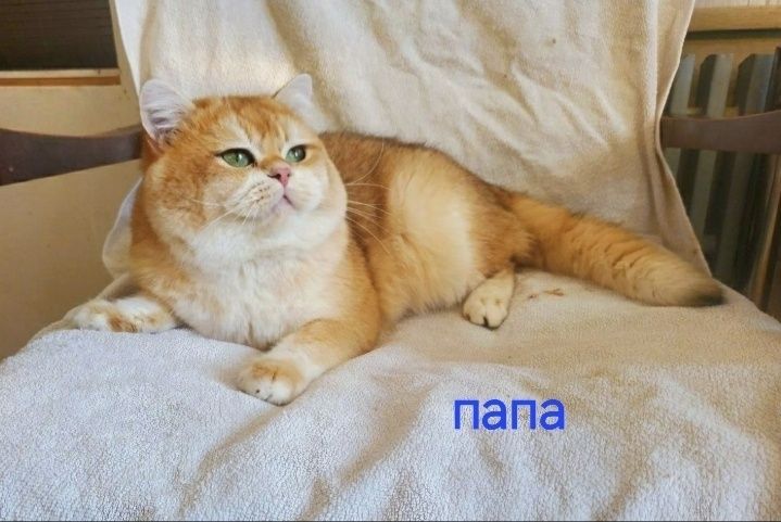 Золотая шиншила девочка Скотиш страйт.