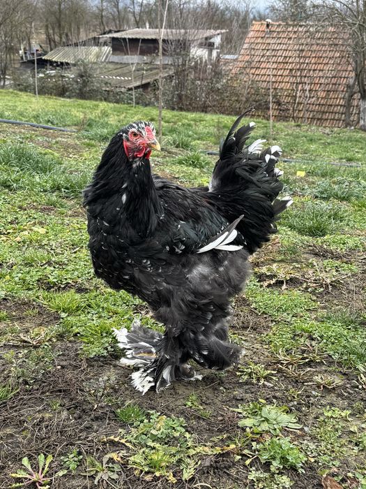 Vând cocoș superb Brahma negru bobat 2025