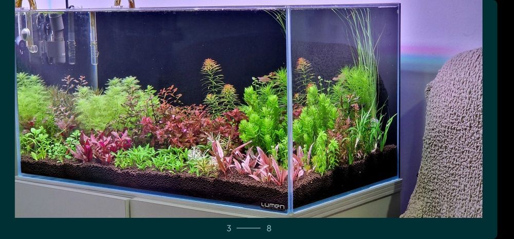 Pachete de plante pentru acvariu