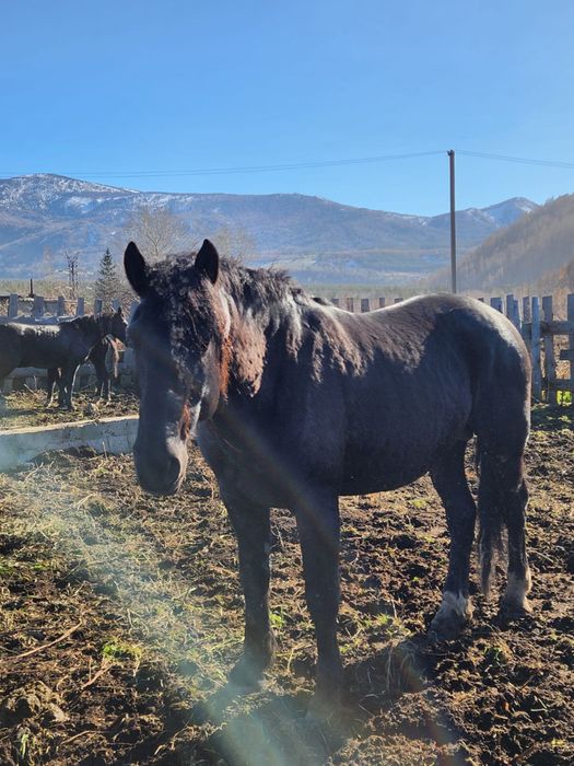 Продам жеребца, конь