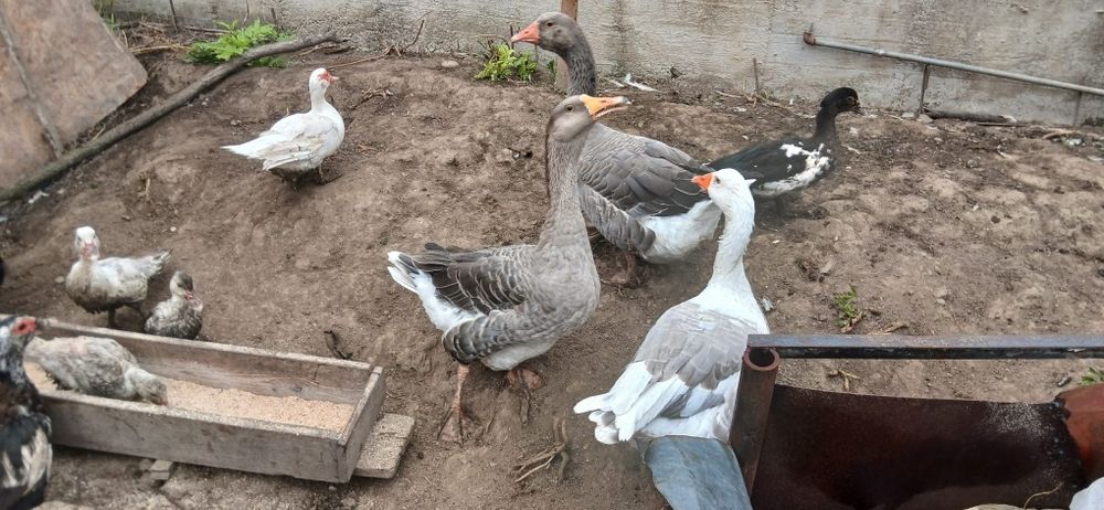 Găini, Rațe si Gâște de vânzare