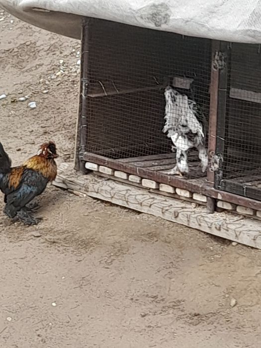 Жас жапон қораздары, 7-айлық..