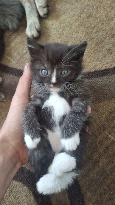 ртлам в добрые руки котенка