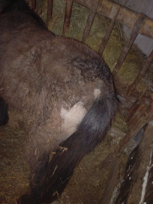 Продам тай с откорма