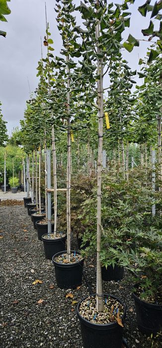 acer platanoides 'crimson king ( artar )