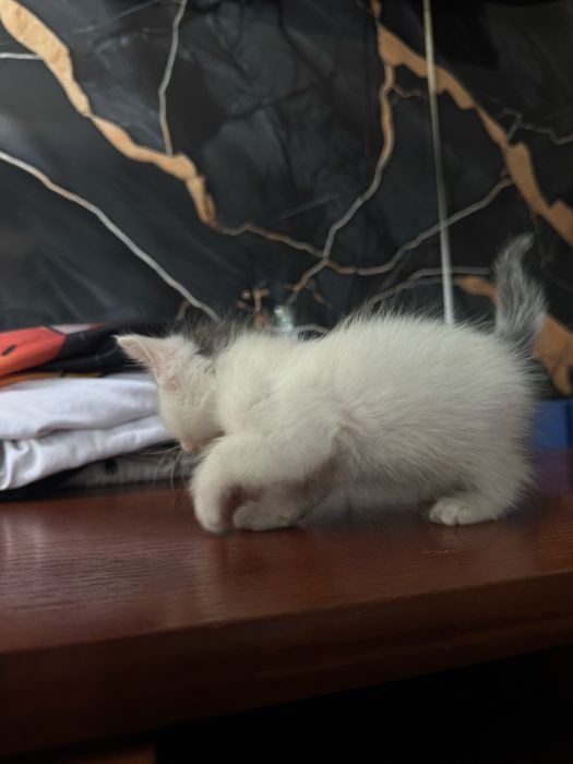 Отдаем котенка бесплатно