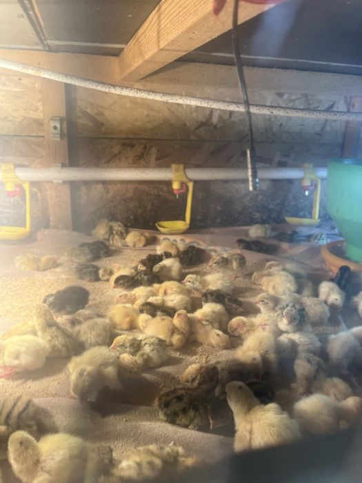 Перепелки цеплята 2-3 дневные