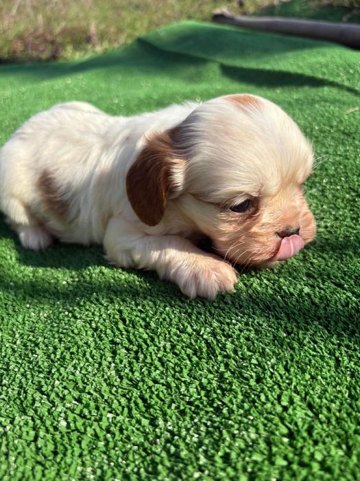 Продавам Кавалер Кинг Чарлз Шпаньол