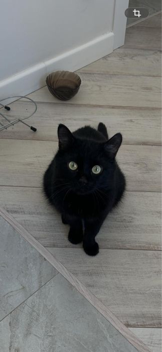 Котик БОРИС.. Кастрирован