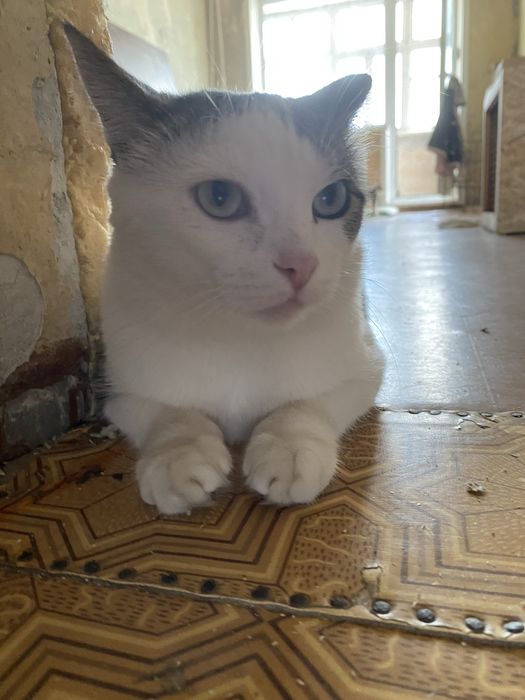 Кошечка и кот ищут добрые ручки