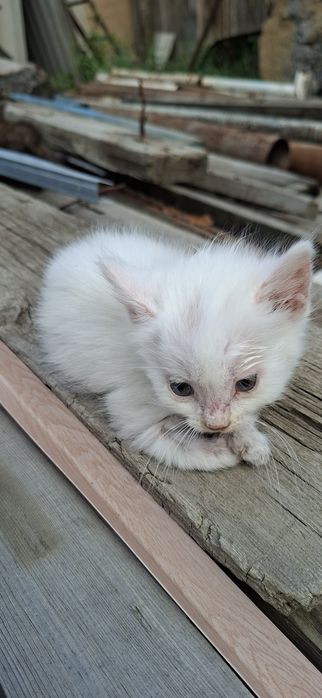 Отдам троих котят