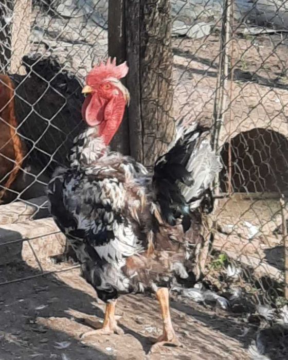 Vand cocoși rasa mixta 1 an