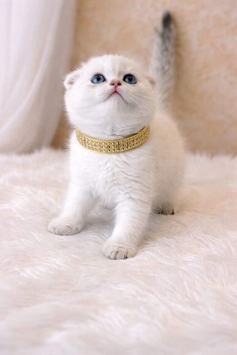 Очень милая шиншилла золотая