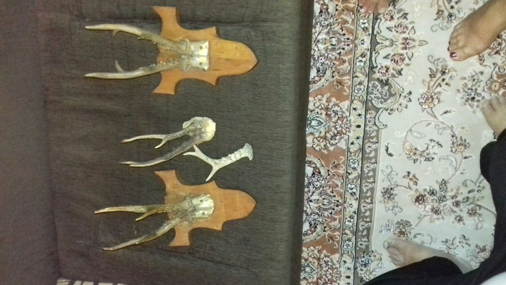 Coarne caprioara pe suport de lemn