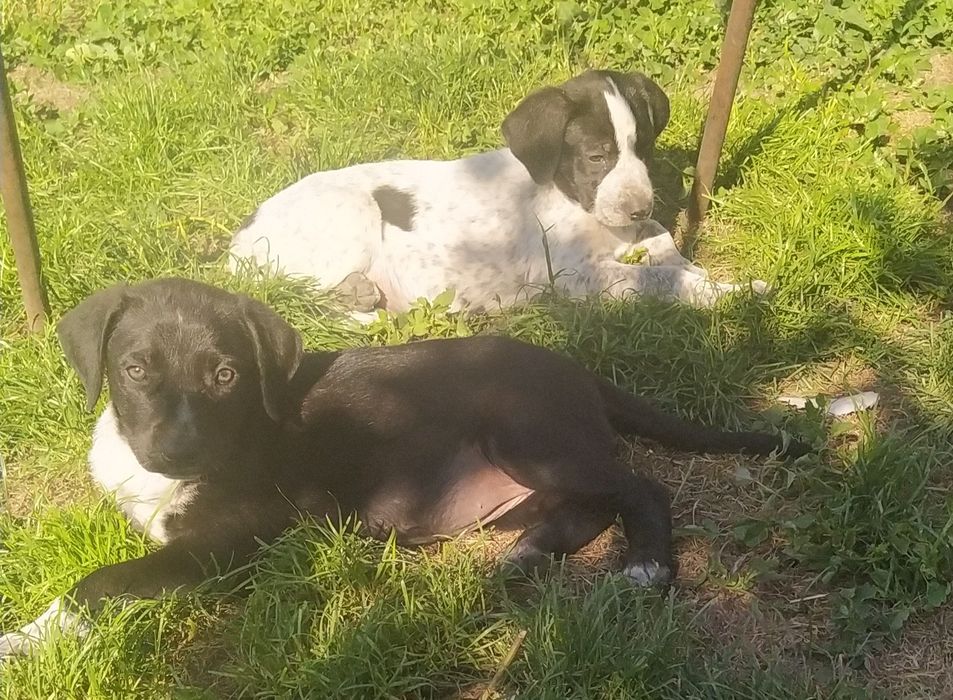 Собака - верный друг