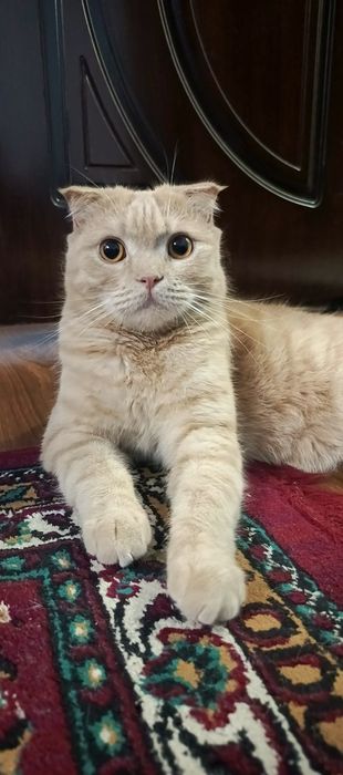 Ogay otasi bilan jinsiy aloqa qizi