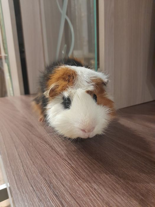 Морская свинка, абиссинская