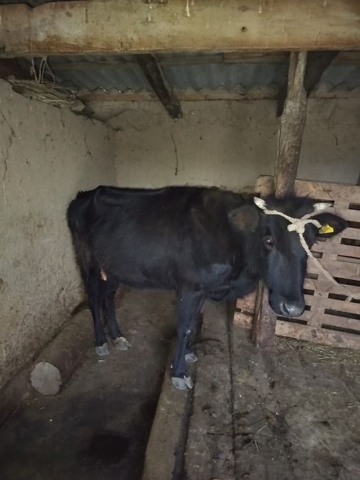 Карова с бычком 2 туған