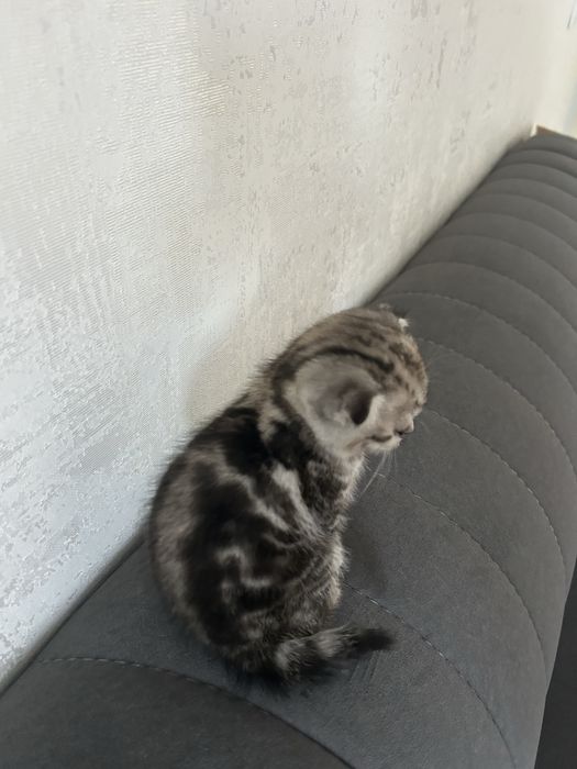 Кошка вислоухая шотландка