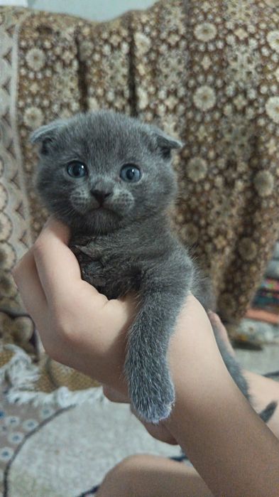 Продаются котята