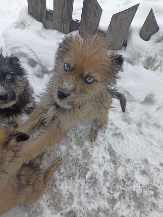 Щенята СРОЧНО ищут новый дом