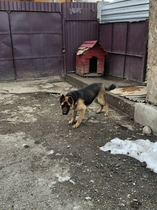 Продам немецкую овчарку