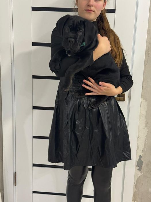 Щенок породы Кане Корсо