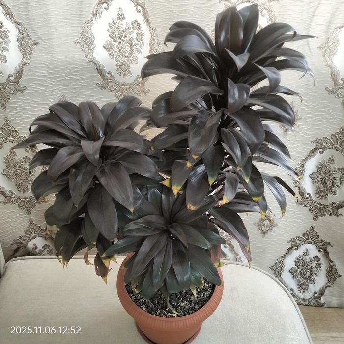 Кордилина цветок.