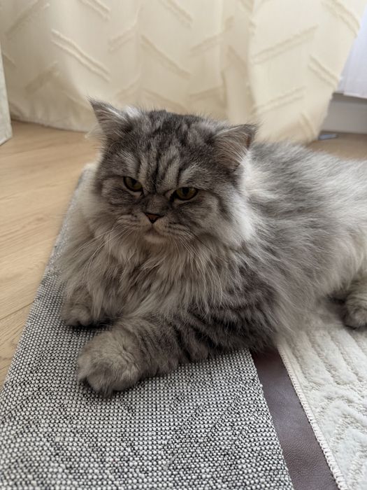 Персидская кошка, отдам в добрые руки