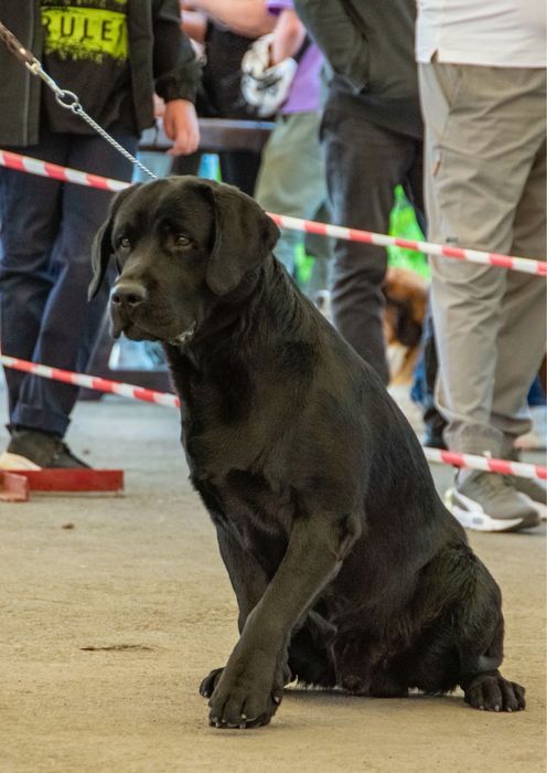 Ищем девочку для вязки Лабрадор ретривер