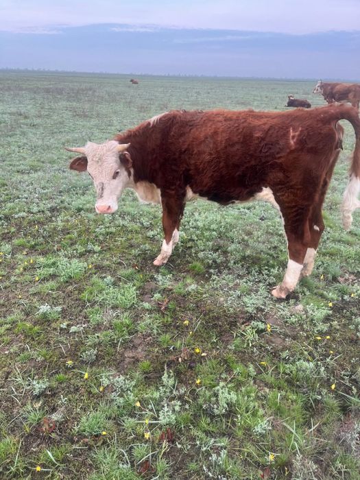 Қашар сатылады -ақ бас