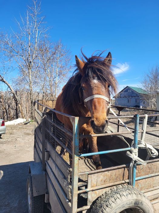 Продам лошадь.  Сатам жылкы