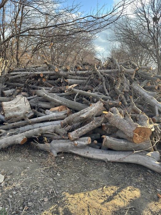 Утин сотилади.!!Дарахт кунда ва шоклар сотилади.