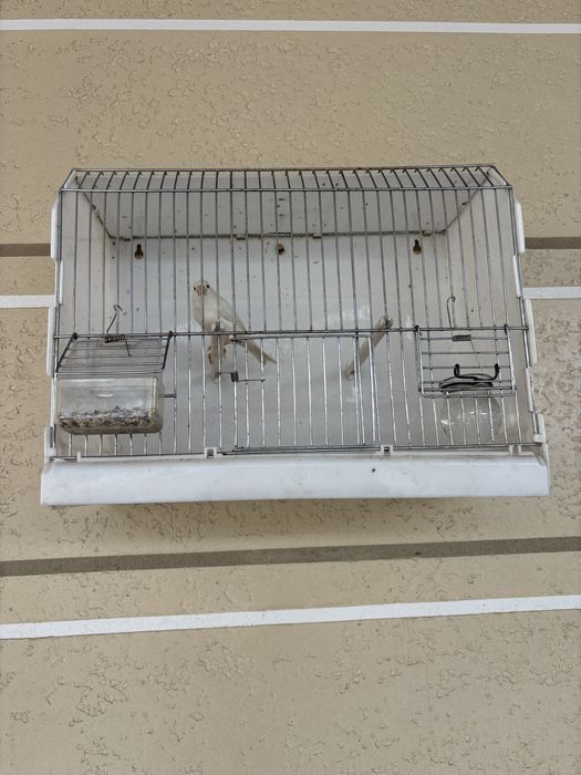 Канарейка белый самец