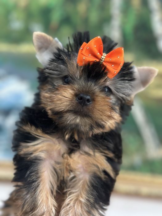 Милые щеночки цоркширского терьера