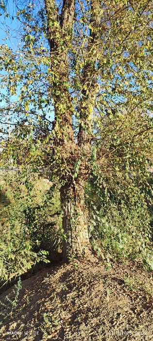 Oʻtin narvon sotiladi  kasishga ruxsat olib baraman kasib olib getasi