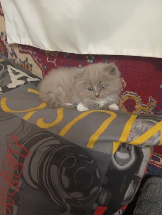Котенок в добрые руки