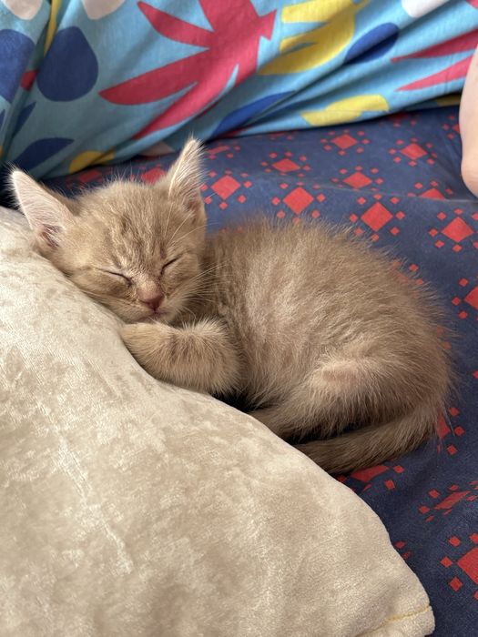 В добрые руки котенка