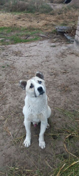 Zotdor choʻpon kuchuk