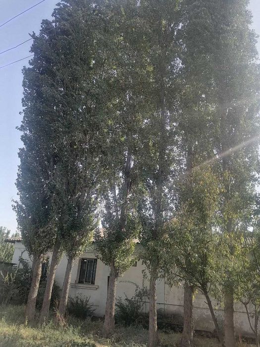 Terak daraht sotiladi