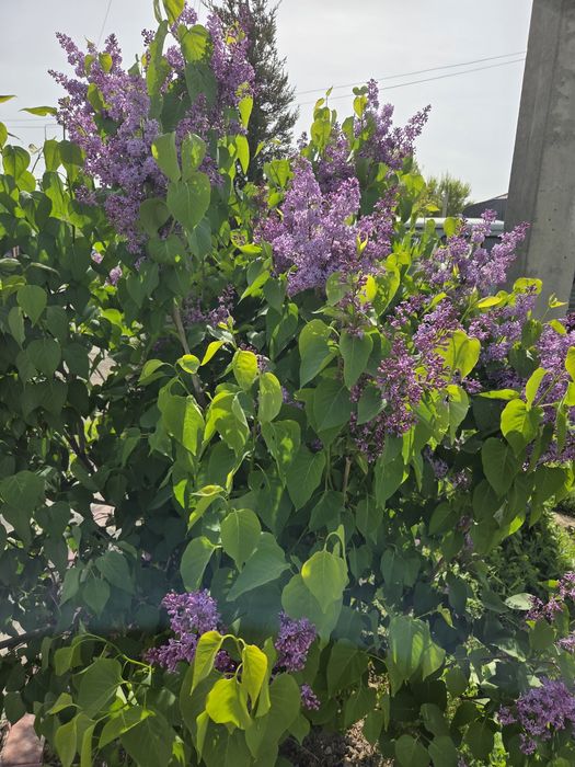 Сирень 400тг ветка