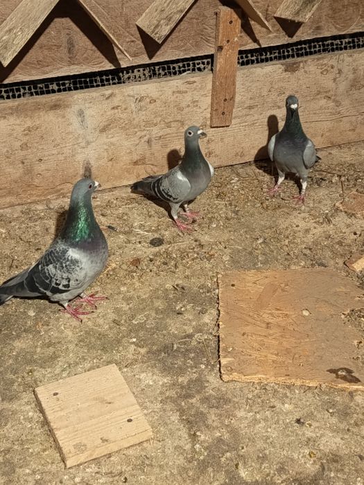 Porumbei voiajori viteza, maraton