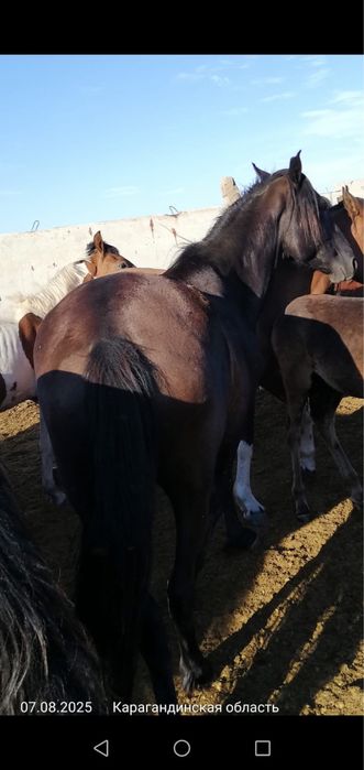 Ту бие, кобыла, лошадь