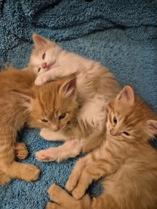 Котята ¼ мейн-кун — ищут любящих хозяев