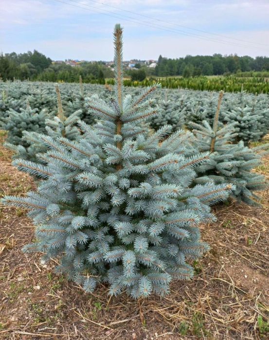 Italiya va Turkiyadan keltirilgan ideal turlar