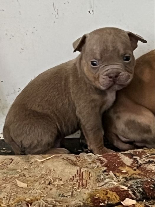 Щенки американский  булли