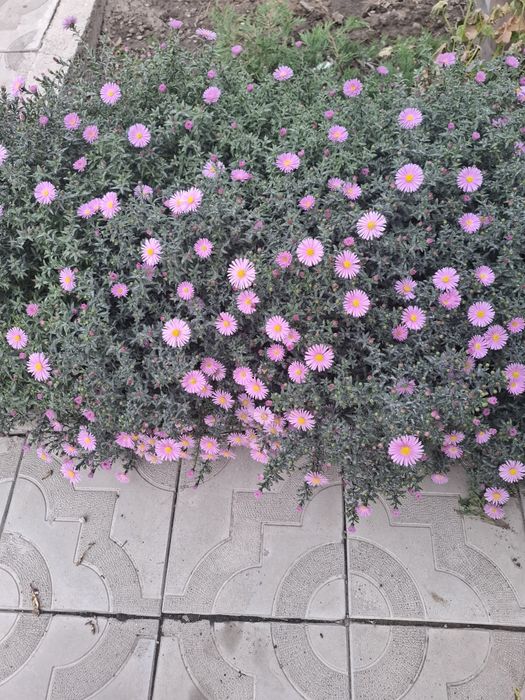 Продаю цветы домашние и садовые