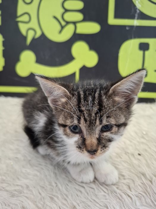 Много мило женско котенце на 3-4 месеца