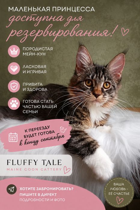 Шикарные котята  для Вас! Питомник "Fluffy Tale"